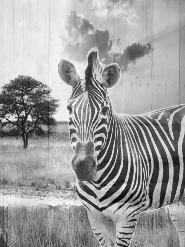 Safari art print by Sheldon Lewis for $57.95 CAD