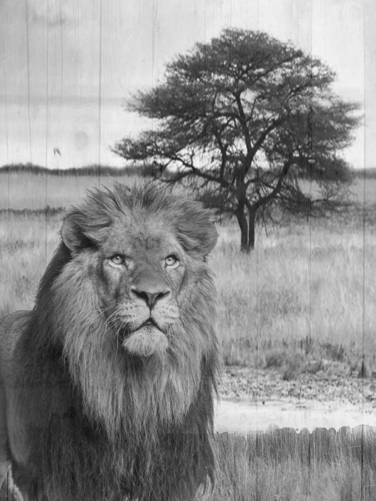 Jungle King art print by Sheldon Lewis for $57.95 CAD