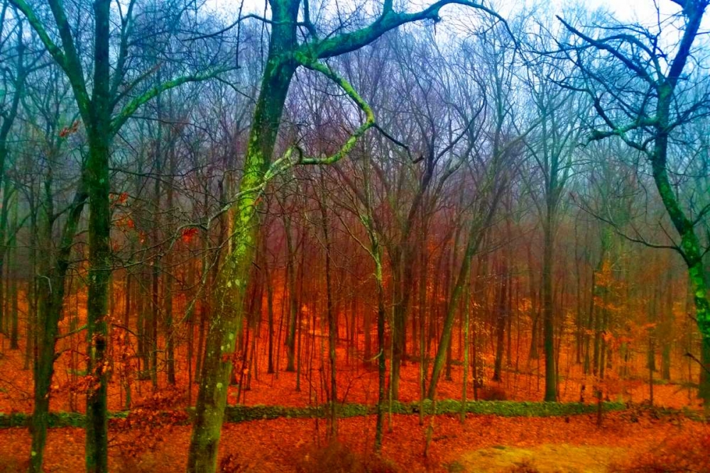 Firery Forest art print by Sheldon Lewis for $57.95 CAD