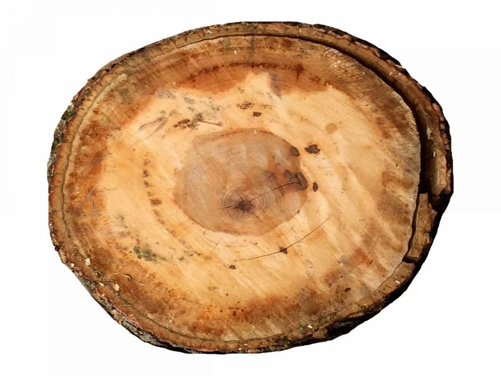 Earthy Rings Of Ages art print by Sheldon Lewis for $57.95 CAD