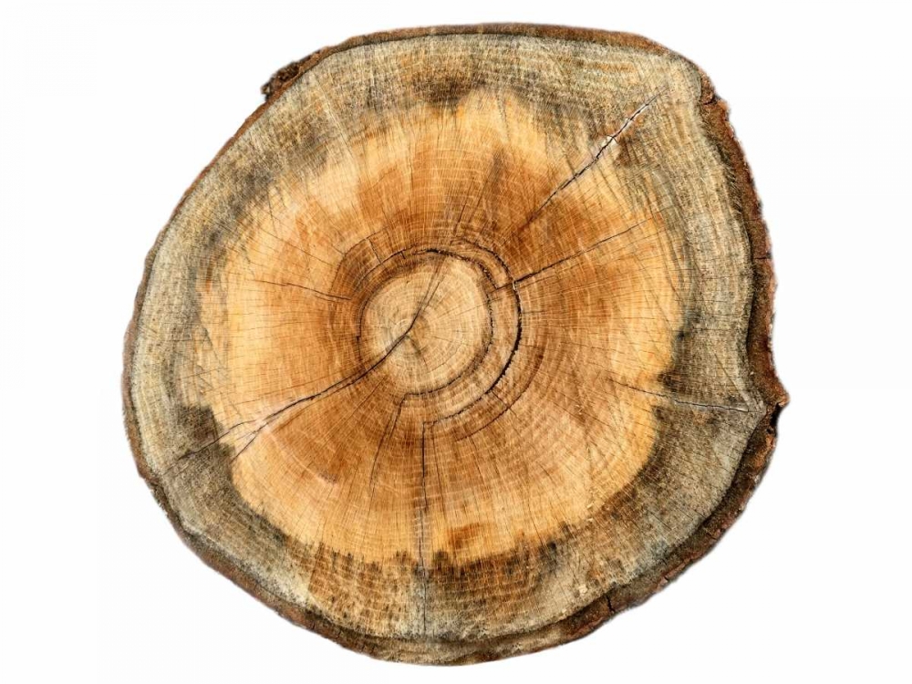Earthy Rings Of Ages 2 art print by Sheldon Lewis for $57.95 CAD