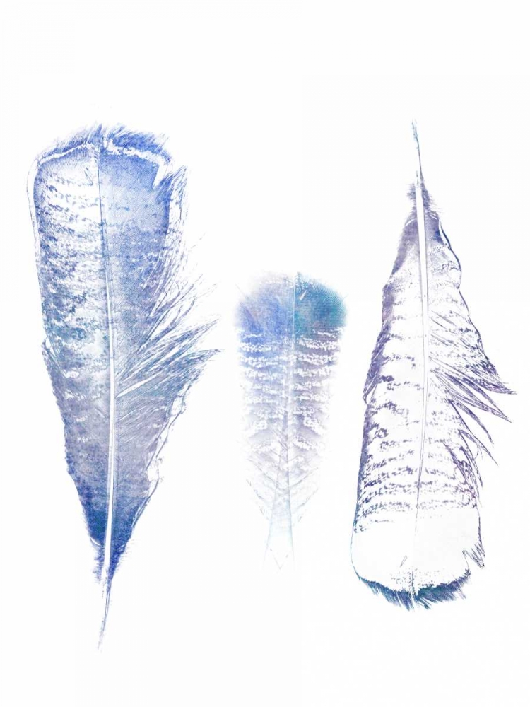 Multi Feather 1 art print by Sheldon Lewis for $57.95 CAD