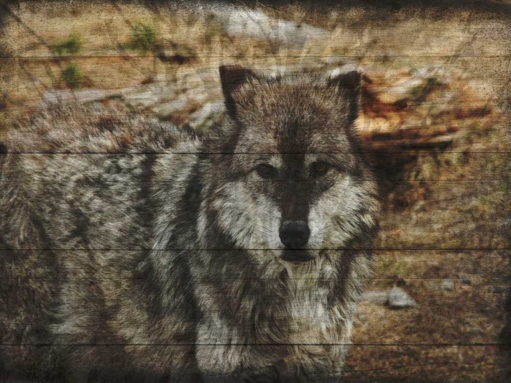 Alfa Wolf art print by Sheldon Lewis for $57.95 CAD