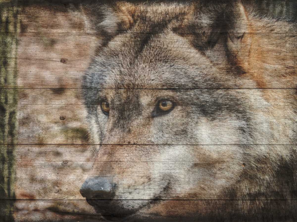 Alfa Wolf 2 art print by Sheldon Lewis for $57.95 CAD