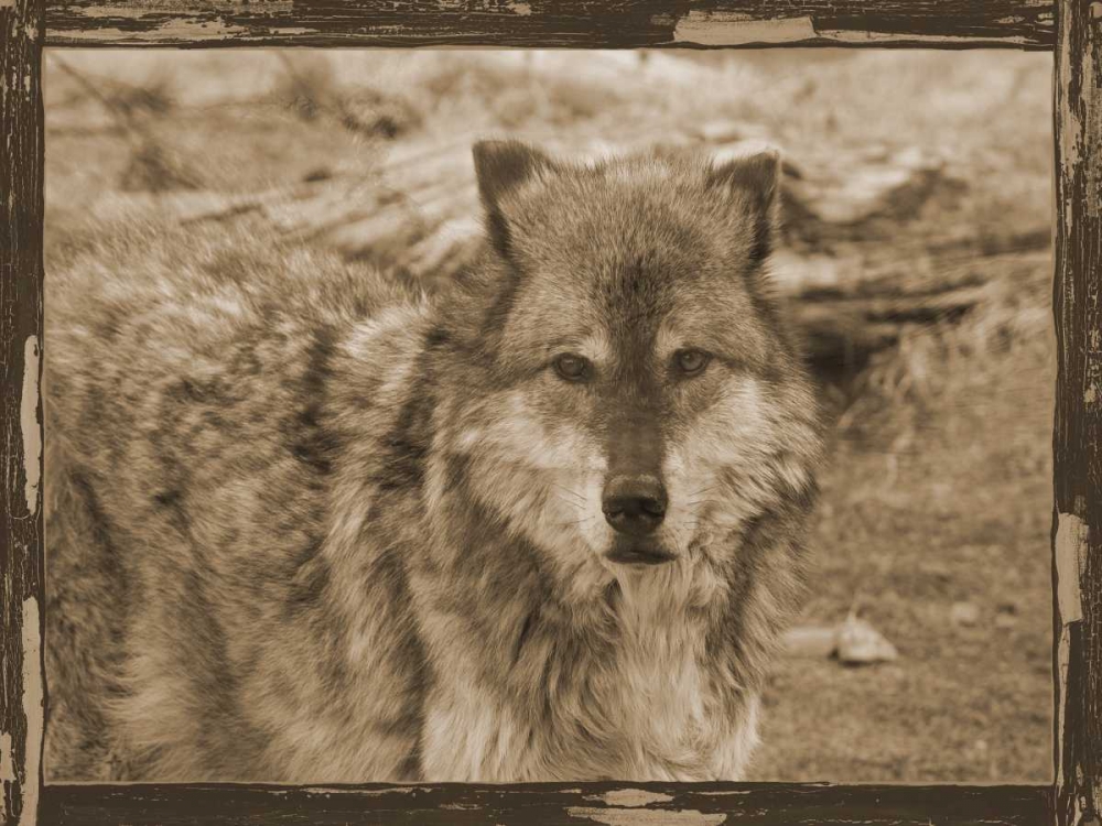 Wild Heart art print by Sheldon Lewis for $57.95 CAD