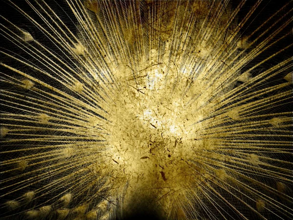 Golden Peacock art print by Sheldon Lewis for $57.95 CAD