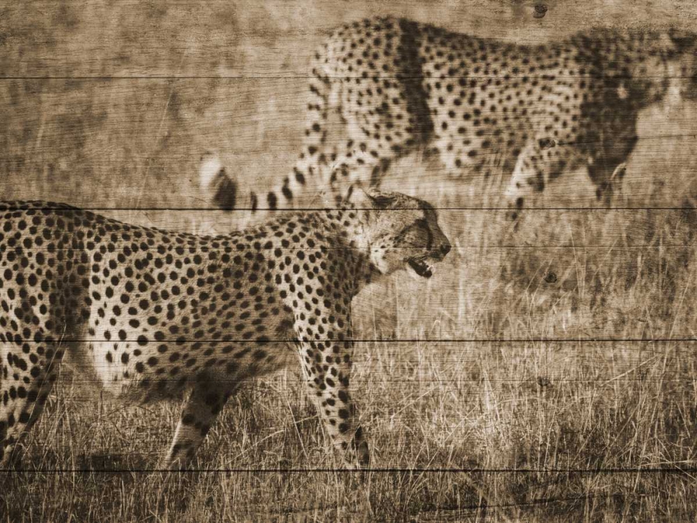 Safari Team art print by Sheldon Lewis for $57.95 CAD