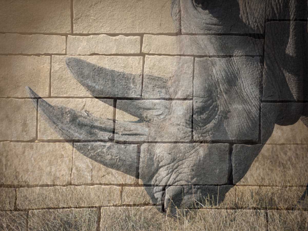 Stone Wall Rhino art print by Sheldon Lewis for $57.95 CAD