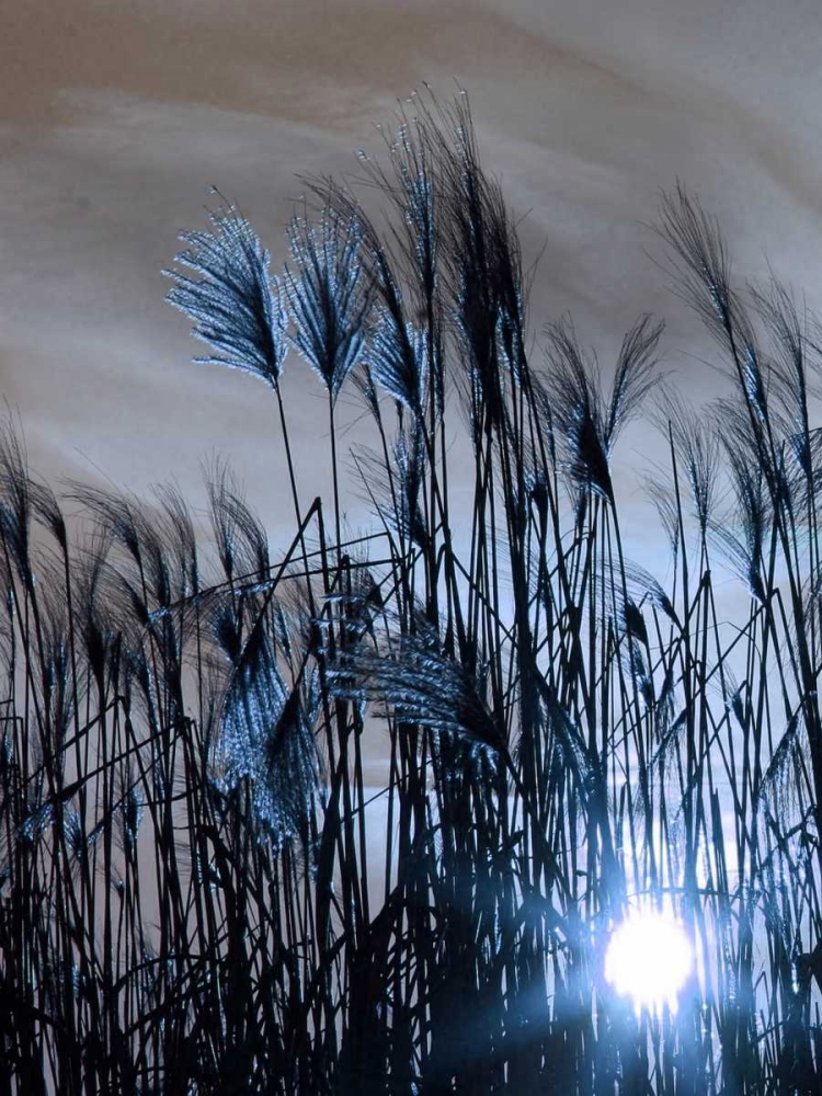 Blue Sunset 1 art print by Sheldon Lewis for $57.95 CAD