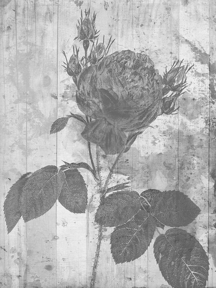 Black Rose In My Garden art print by Sheldon Lewis for $57.95 CAD