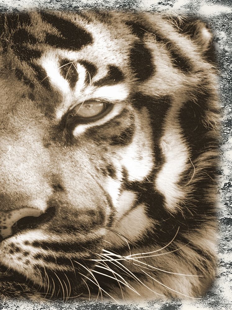 Tiger Claw 2 art print by Sheldon Lewis for $57.95 CAD