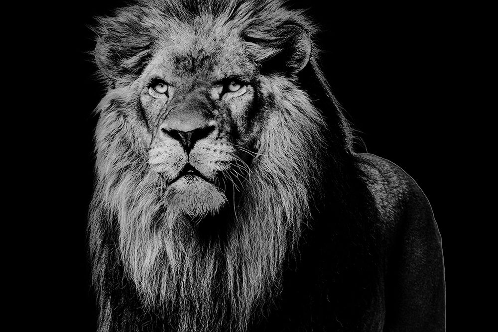Dark Night Leo art print by Sheldon Lewis for $57.95 CAD