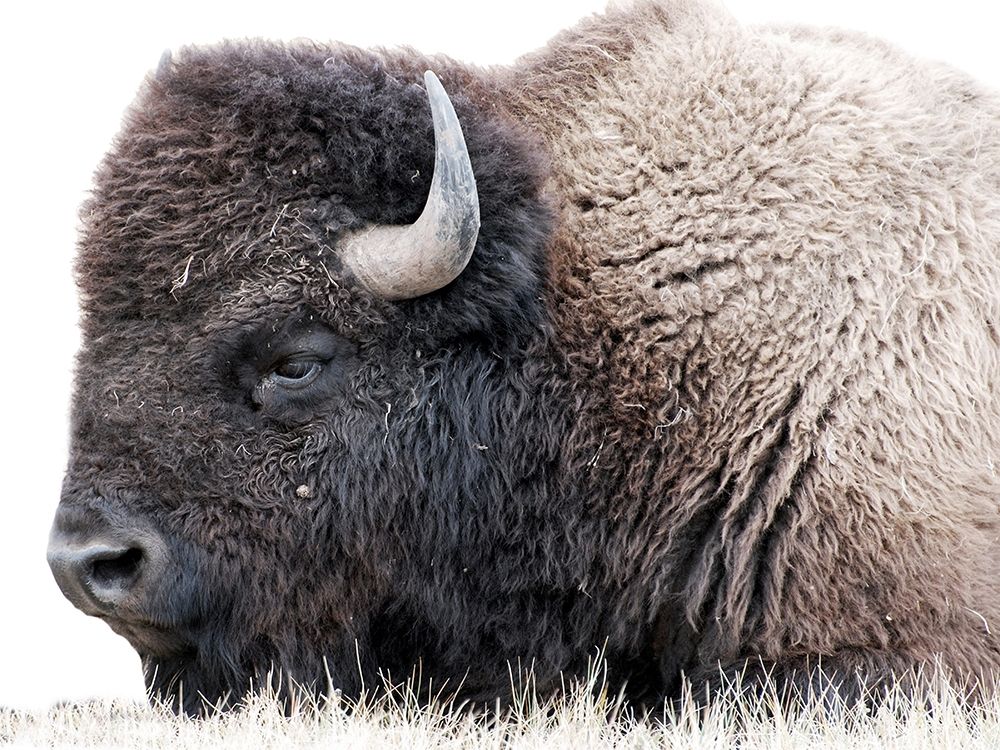 Baby Buff 2 art print by Sheldon Lewis for $57.95 CAD