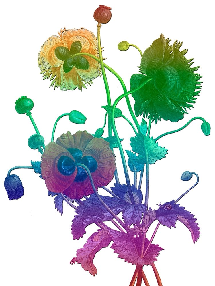 Color Bloom art print by Sheldon Lewis for $57.95 CAD