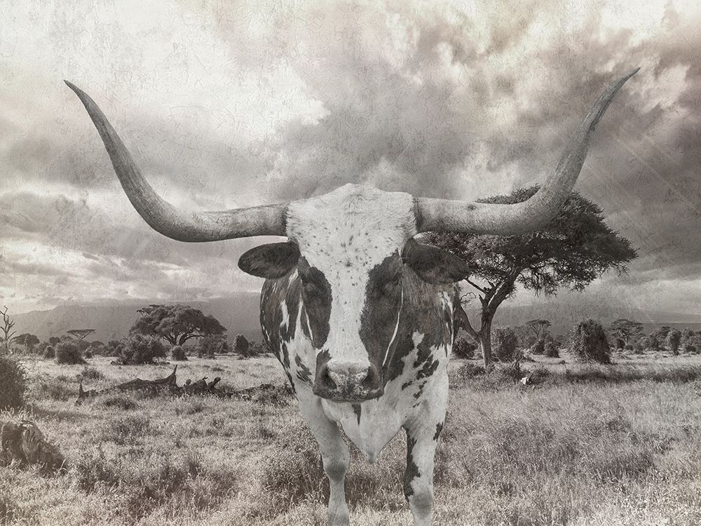 Steer art print by Sheldon Lewis for $57.95 CAD