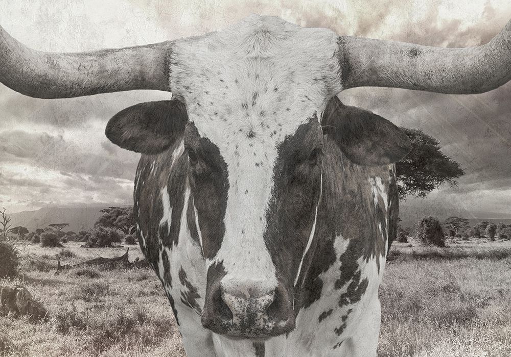 Steer art print by Sheldon Lewis for $57.95 CAD