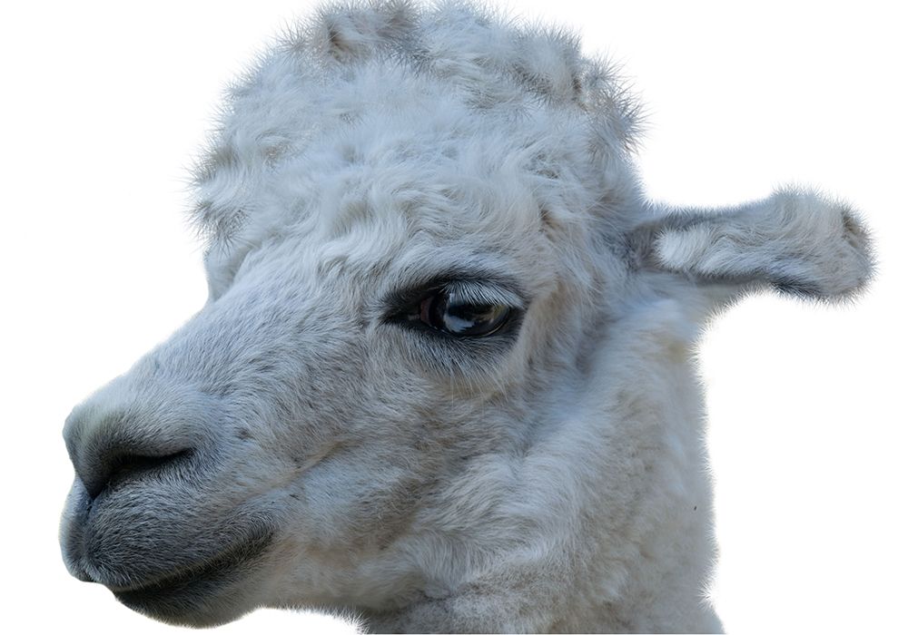 Hello Llama art print by Sheldon Lewis for $57.95 CAD