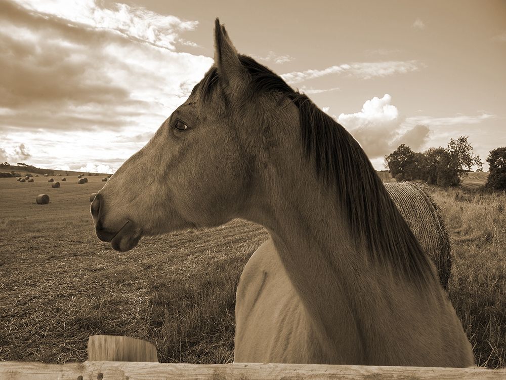 Ranch art print by Sheldon Lewis for $57.95 CAD