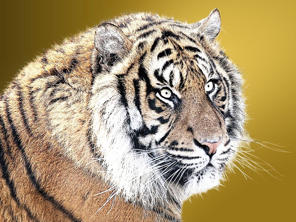 Tiger Eyes art print by Sheldon Lewis for $57.95 CAD
