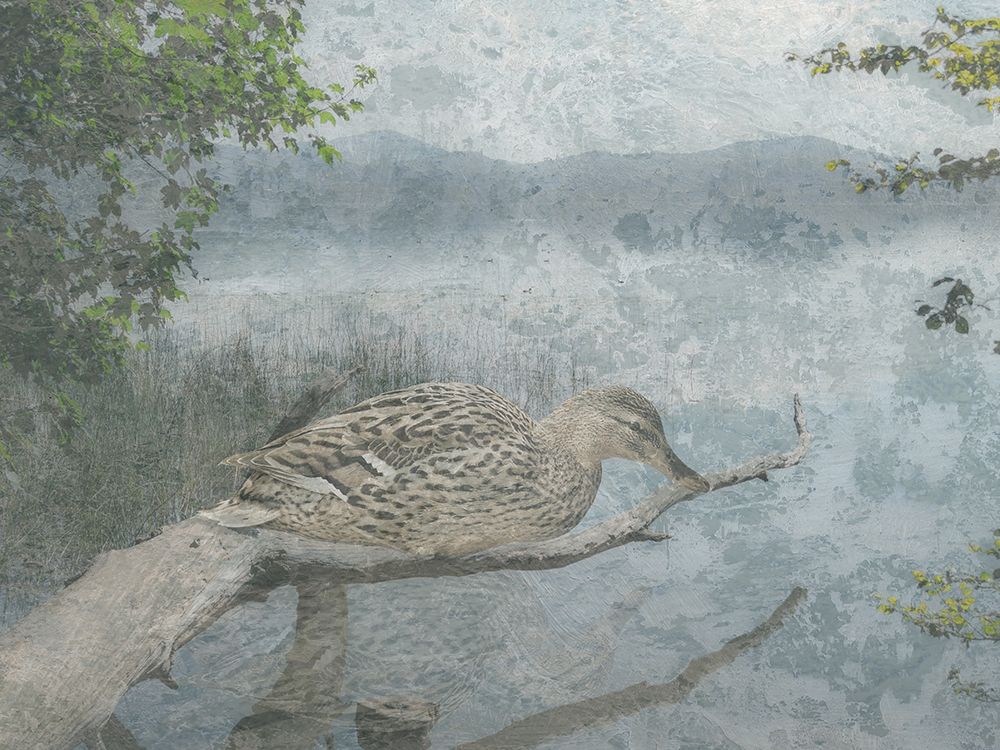 Sitting Duck art print by Sheldon Lewis for $57.95 CAD