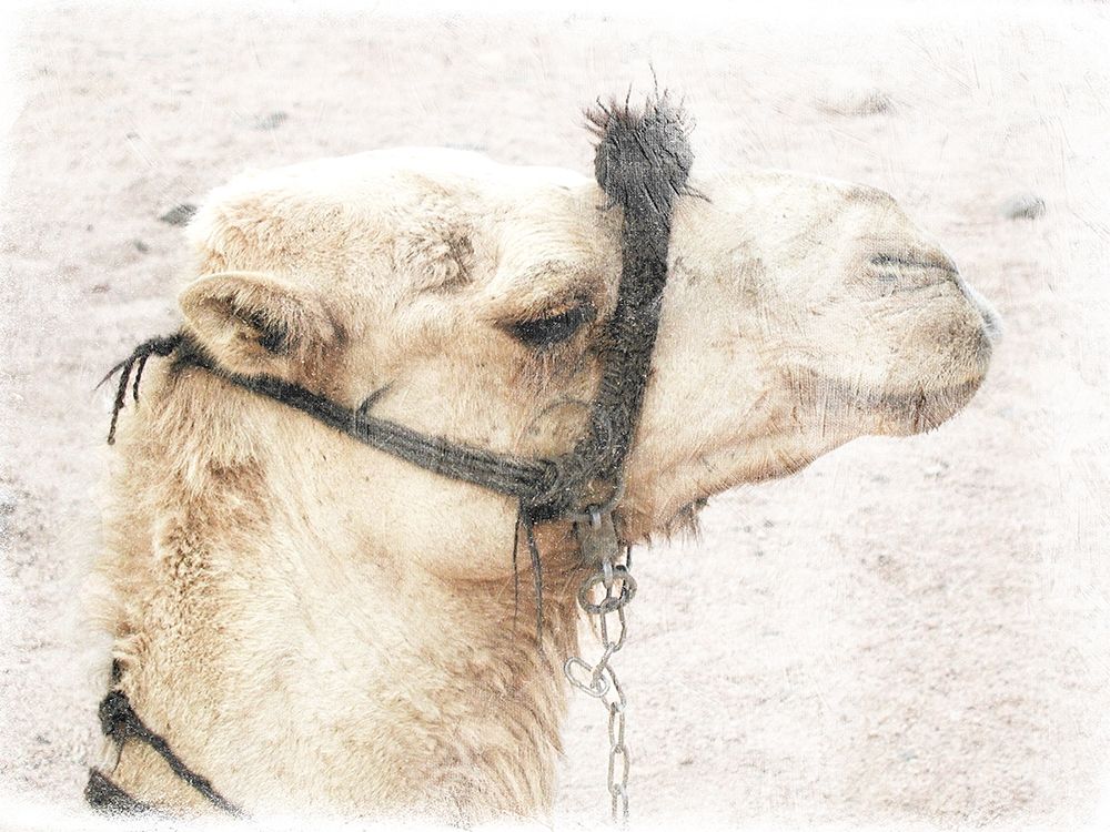 Camel 1 art print by Sheldon Lewis for $57.95 CAD