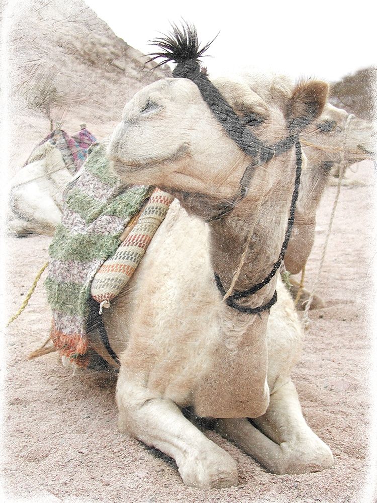 Camel 2 art print by Sheldon Lewis for $57.95 CAD