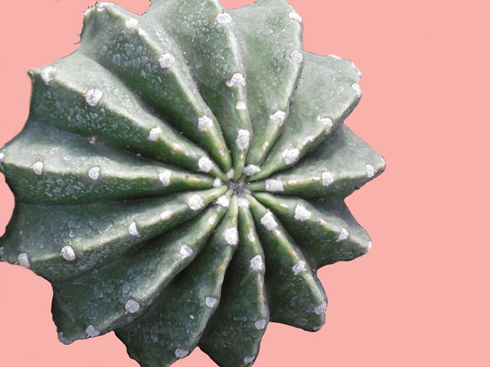 Cactus Bulb art print by Sheldon Lewis for $57.95 CAD