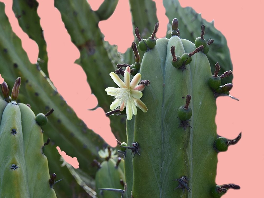 Cactus Flower art print by Sheldon Lewis for $57.95 CAD