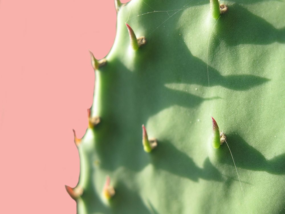 Cactus Flat art print by Sheldon Lewis for $57.95 CAD