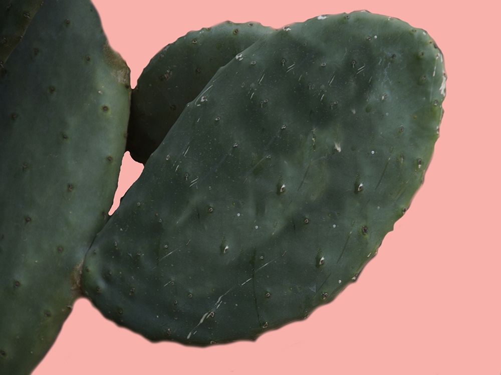 Cactus Wall art print by Sheldon Lewis for $57.95 CAD