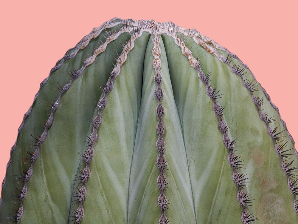Cactus Ball art print by Sheldon Lewis for $57.95 CAD