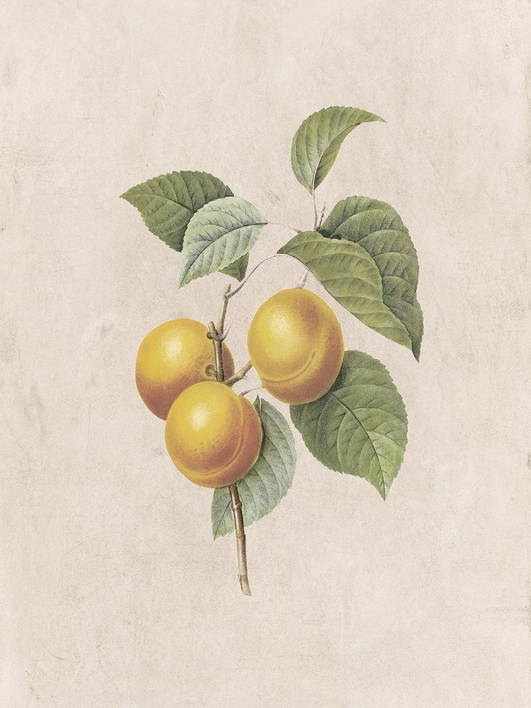 Fruity Botanic 2 art print by Sheldon Lewis for $57.95 CAD