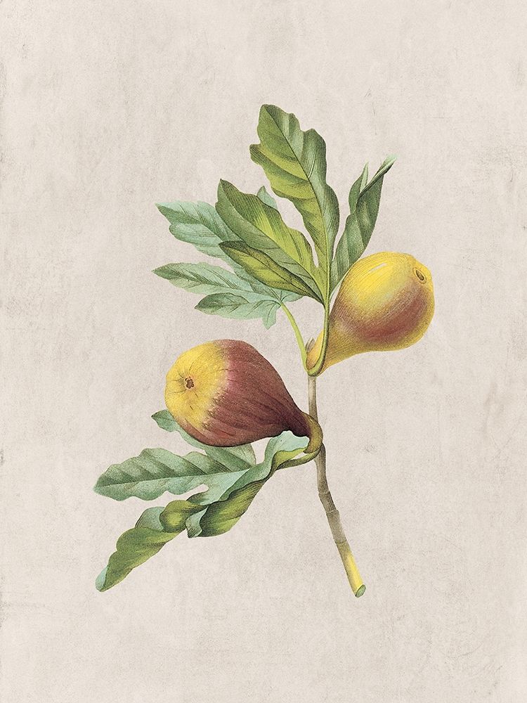 Fruity Botanic 4 art print by Sheldon Lewis for $57.95 CAD