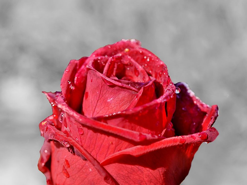 Red Pop Bloom art print by Sheldon Lewis for $57.95 CAD