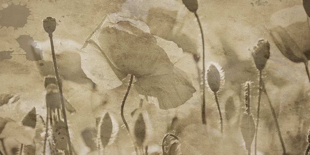 Fresh Meadow Bloom art print by Sheldon Lewis for $57.95 CAD