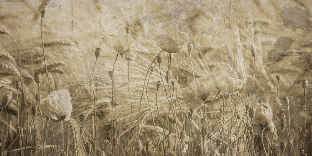 Fresh Meadow Bloom 2 art print by Sheldon Lewis for $57.95 CAD