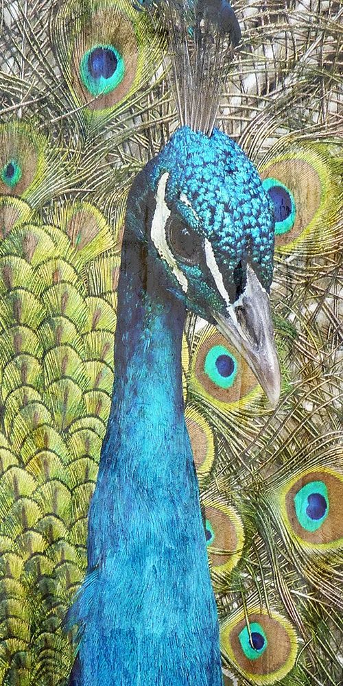 Colered Elegance 1 art print by Sheldon Lewis for $57.95 CAD