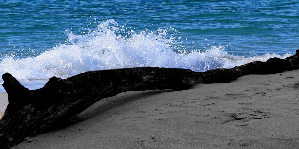 Drift Wood art print by Sheldon Lewis for $57.95 CAD