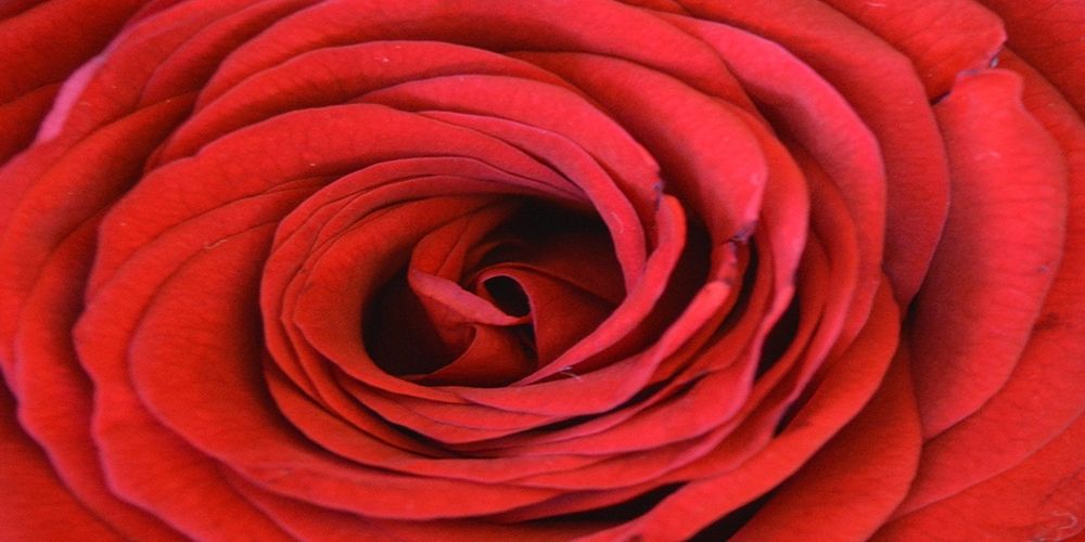 Heart Of The Rose art print by Sheldon Lewis for $57.95 CAD