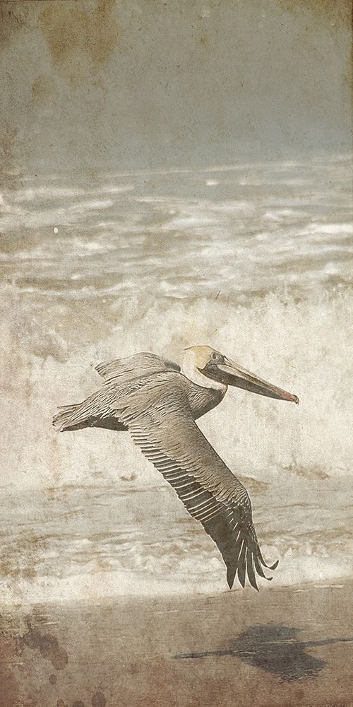 Fly By The Coast art print by Sheldon Lewis for $57.95 CAD