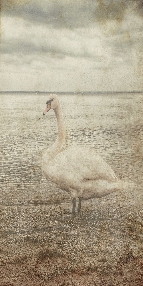 Coast Bird Watch art print by Sheldon Lewis for $57.95 CAD