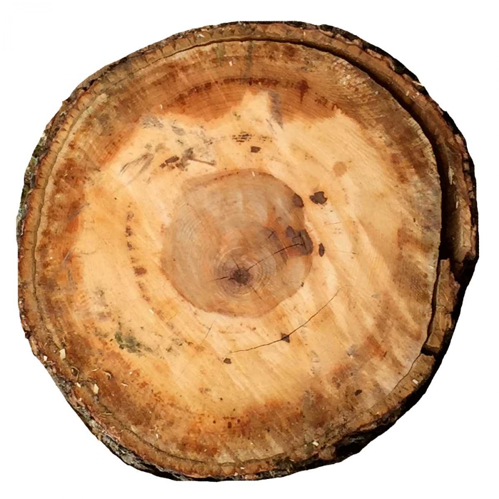 Earthy Rings Of Ages art print by Sheldon Lewis for $57.95 CAD