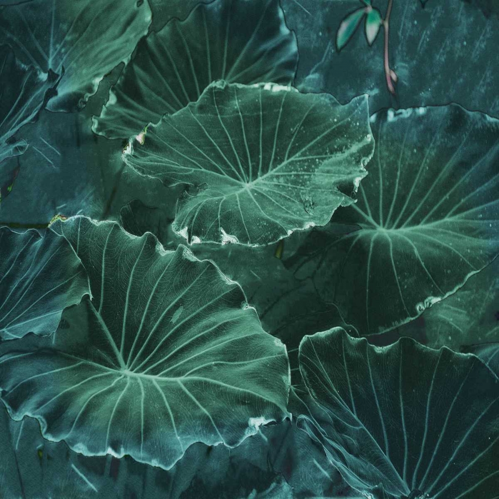 Mello Tropical art print by Sheldon Lewis for $57.95 CAD