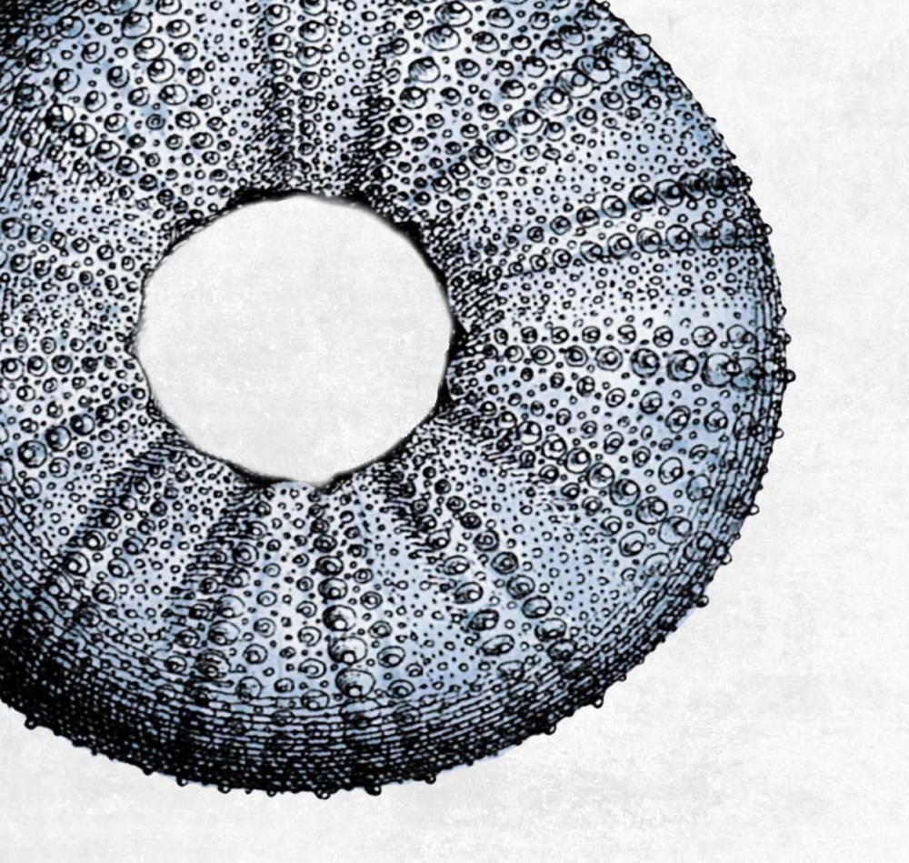 Urchin Shell 1 art print by Sheldon Lewis for $57.95 CAD