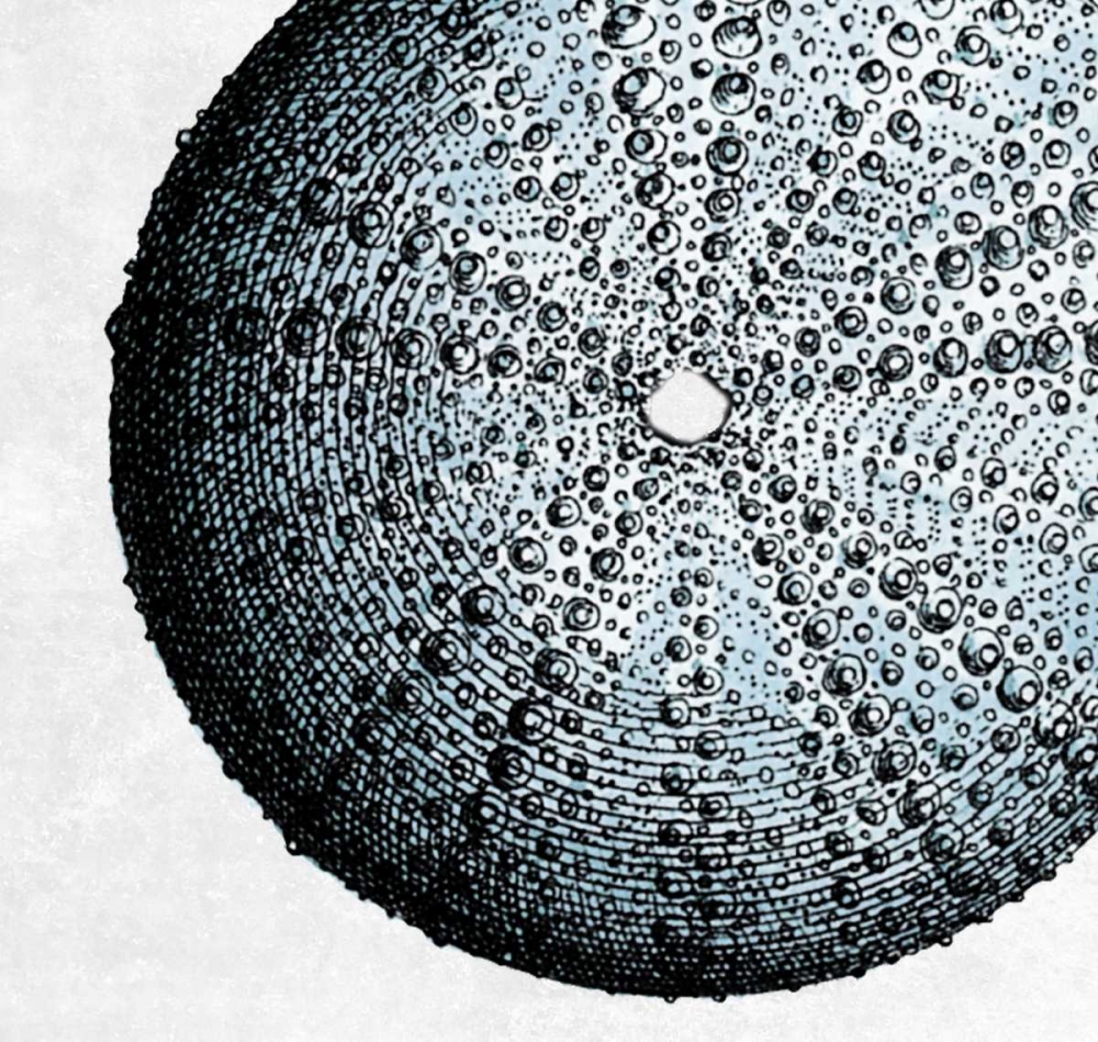 Urchin Shell 2 art print by Sheldon Lewis for $57.95 CAD