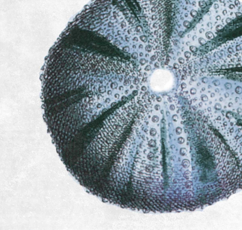 Urchin Shell 3 art print by Sheldon Lewis for $57.95 CAD