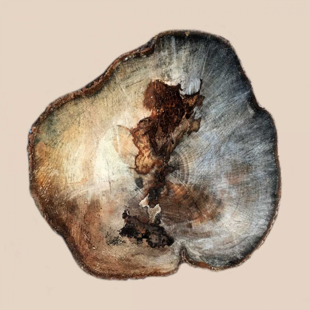 Tree Ring Stump 1 art print by Sheldon Lewis for $57.95 CAD