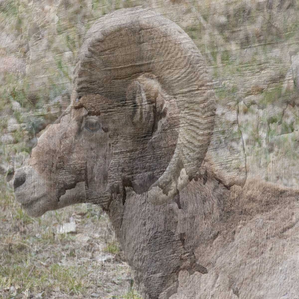 Big Horn art print by Sheldon Lewis for $57.95 CAD