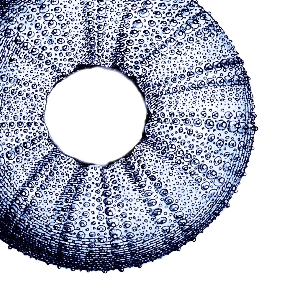 Urchin Shell 1 art print by Sheldon Lewis for $57.95 CAD