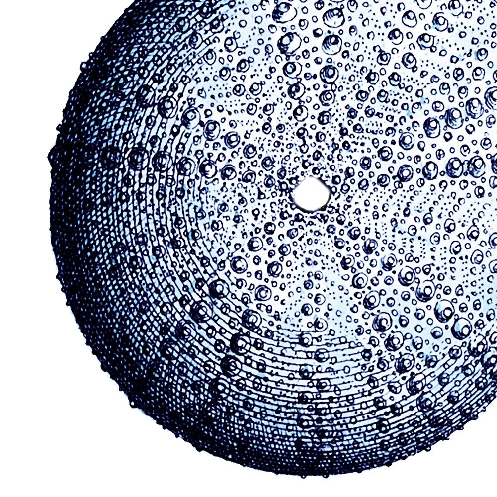 Urchin Shell 2 art print by Sheldon Lewis for $57.95 CAD